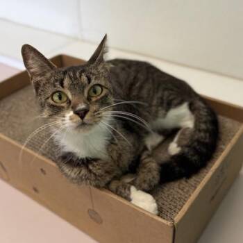 Domestic Medium Hair and Domestic Short Hair Cats Available for Adoption in Honolulu, Hawaii - Frances | PetCurious