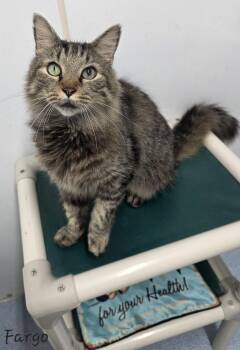 Rescue Domestic Medium Hair and Maine Coon Cats for Adoption in Key Largo, Florida - Fargo | PetCurious