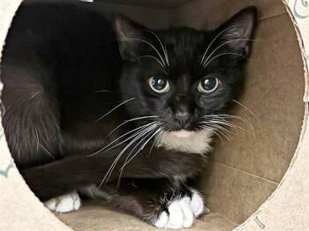 Domestic Medium Hair Cats Available for Adoption in Brentwood, Missouri - JACK | PetCurious