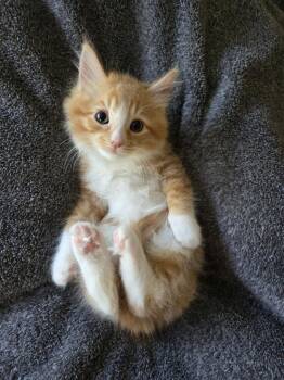 Anjel -  Domestic Short Hair Cat for Adoption in San Jose, California - Anjel | PetCurious