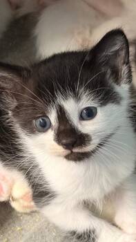 Eclipse -  Domestic Short Hair Cat for Adoption in Battle Ground, Washington - Eclipse | PetCurious