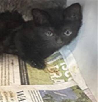 CARAXES -  Domestic Short Hair Cat for Adoption in Louisville, Kentucky - CARAXES | PetCurious