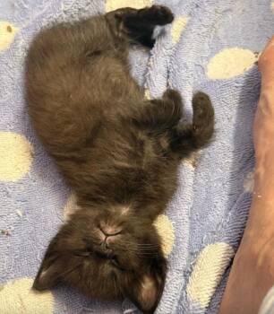 Domestic Short Hair Cats Available for Adoption in Herndon, Virginia - Mike | PetCurious
