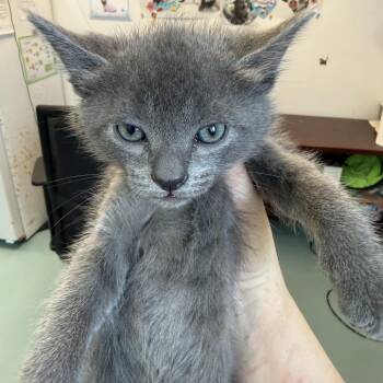 Domestic Short Hair Cats Available for Adoption in Austin, Texas - Incomparable Yakko 8 | PetCurious