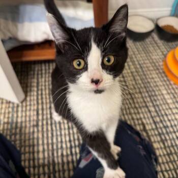 Rescue Domestic Short Hair Cats for Adoption in Tustin, California - Oliver | PetCurious