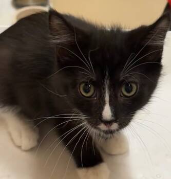 Rescue Domestic Short Hair Cats for Adoption in Elizabethton, Tennessee - STERLING | PetCurious