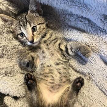 Rescue Domestic Short Hair and Tabby Cats for Adoption in Morrison, Colorado - Pumpkin Van Byssum | PetCurious