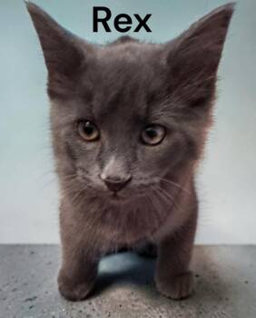 Rex -  Domestic Medium Hair Cat for Adoption in Weems, Virginia - Rex | PetCurious