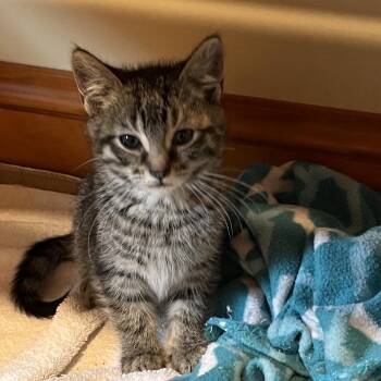 Cecilia -  Domestic Short Hair Cat for Adoption in Uniontown, Pennsylvania - Cecilia | PetCurious