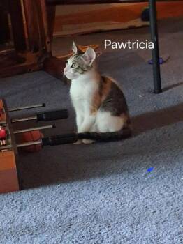 Pawtricia -  Calico and Tabby Cat for Adoption in Pineville, Louisiana - Pawtricia | PetCurious