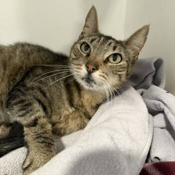 Wiona -  Domestic Short Hair Cat for Adoption in Penn Yan, New York - Wiona | PetCurious