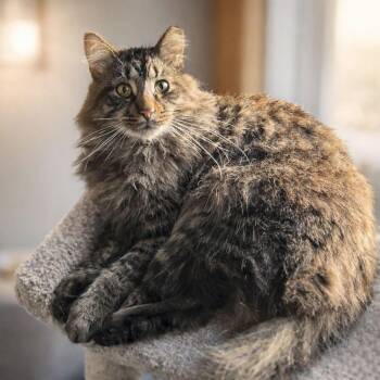 Rio -  Domestic Long Hair Cat for Adoption in Hamilton, Michigan - Rio | PetCurious