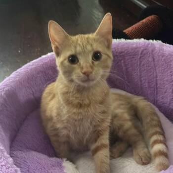 Kyro -  Tabby and Domestic Short Hair Cat for Adoption in Harrisburg, Pennsylvania - Kyro | PetCurious