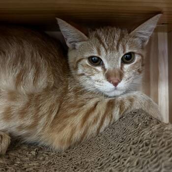 Bonny -  Domestic Short Hair Cat for Adoption in Yucca Valley, California - Bonny | PetCurious
