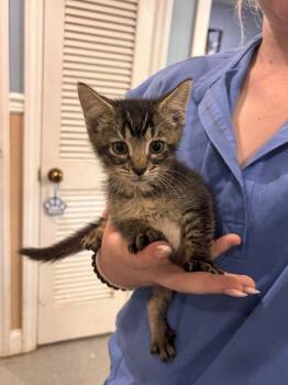 Loki -  Domestic Short Hair Cat for Adoption in Statesboro, Georgia - Loki | PetCurious