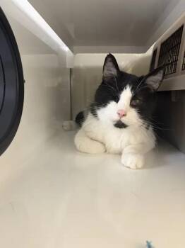 Jaws -  Domestic Short Hair Cat for Adoption in Saint Paul, Minnesota - Jaws | PetCurious