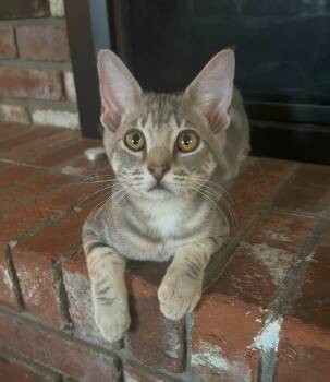 Rescue Domestic Short Hair Cats for Adoption in Union Gap, Washington - Kramer | PetCurious