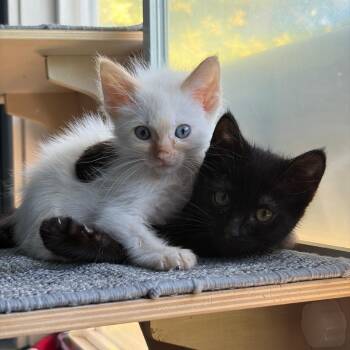Milo -  Domestic Medium Hair and Siamese Cat for Adoption in Pleasanton, California - Milo | PetCurious
