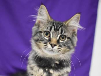 Bengal -  Domestic Long Hair Cat for Adoption in Portland, Oregon - Bengal | PetCurious