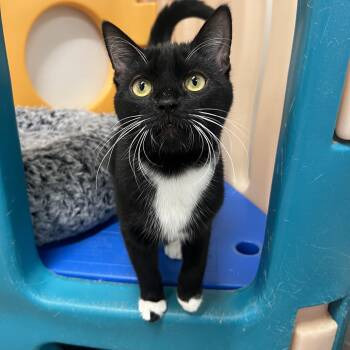 Rescue Domestic Short Hair Cats for Adoption in Frankenmuth, Michigan - Grover | PetCurious