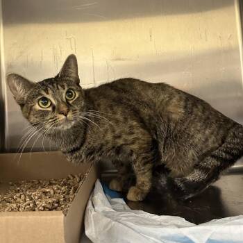 Bucky Lee -  Domestic Short Hair Cat for Adoption in Philadelphia, Pennsylvania - Bucky Lee | PetCurious