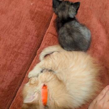 Domestic Short Hair Cats Available for Adoption in Madison, Wisconsin - Cheez It | PetCurious