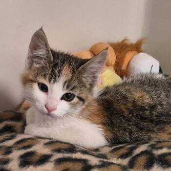 Domestic Short Hair Cats Available for Adoption in Tomah, Wisconsin - Eden | PetCurious