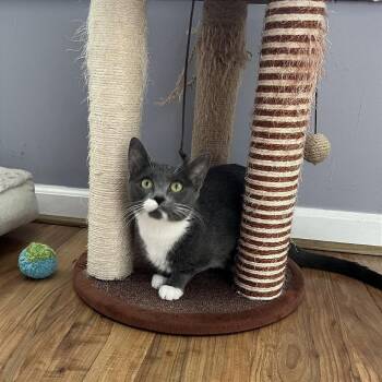 Bella -  Domestic Short Hair Cat Available for Adoption in Gibsonia, Pennsylvania - Bella | PetCurious