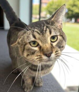 Rescue Domestic Short Hair Cats for Adoption in Sullivan, Indiana - Eli | PetCurious