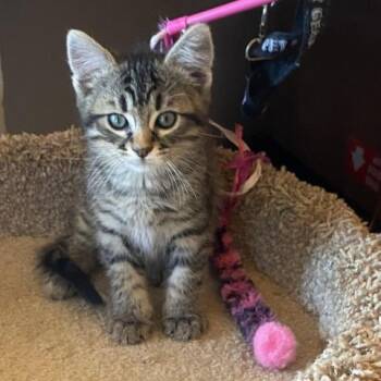 Domestic Short Hair Cats Available for Adoption in Prescott, Arizona - Lex | PetCurious