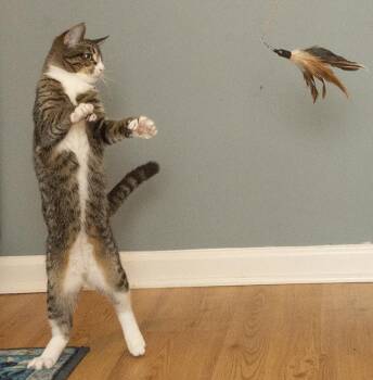 Rescue Extra Toes Cat Hemingway Polydactyl and Tuxedo Cats for Adoption in Chicago, Illinois - Ernestine | PetCurious