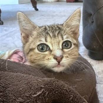 Rescue Domestic Short Hair Cats for Adoption in Pleasant Hill, California - Dozer | PetCurious