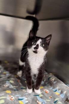 Domestic Short Hair Cats Available for Adoption in Watkinsville, Georgia - Mufasa | PetCurious