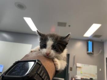 A1909754 -  Domestic Short Hair Cat for Adoption in Thousand Palms, California - A1909754 | PetCurious