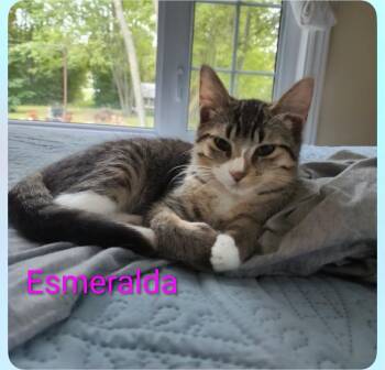 Esmeralda -  Domestic Short Hair Cat for Adoption in Sainte-martine, Quebec - Esmeralda | PetCurious