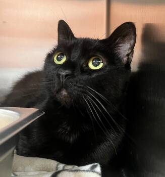 Cara -  Domestic Short Hair and Persian Cat for Adoption in Logan, Utah - Cara | PetCurious