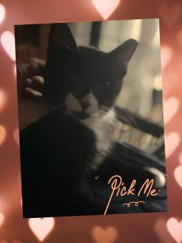 Rescue Domestic Short Hair Cats for Adoption in Orlando, Florida - James | PetCurious