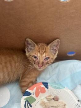REESES -  Domestic Short Hair Cat for Adoption in Dallas, Texas - REESES | PetCurious