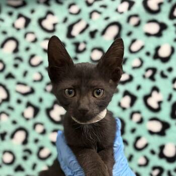 Trip -  Domestic Short Hair Cat for Adoption in San Antonio, Texas - Trip | PetCurious