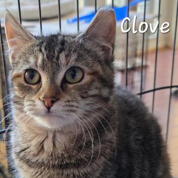 Domestic Short Hair Cats Available for Adoption - Clove | PetCurious