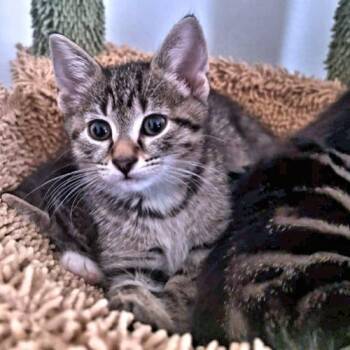 Stella -  Tabby Cat for Adoption in Rutherfordton, North Carolina - Stella | PetCurious