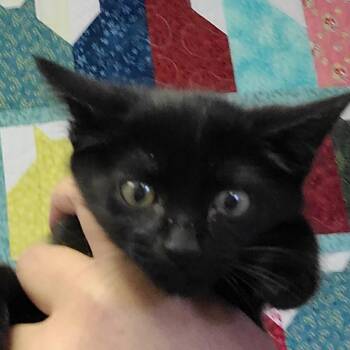 Domestic Short Hair Cats Available for Adoption in Hemet, California - Milo | PetCurious