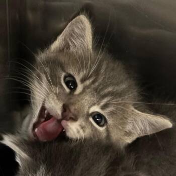 Buzz -  Domestic Short Hair Cat for Adoption in Newark, New Jersey - Buzz | PetCurious