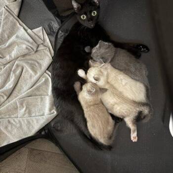 cleo -  Domestic Short Hair Cat for Adoption in Tampa, Florida - Cleo | PetCurious