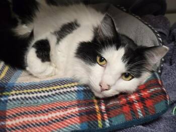 Domestic Long Hair Cats Available for Adoption - Slim Shady | PetCurious