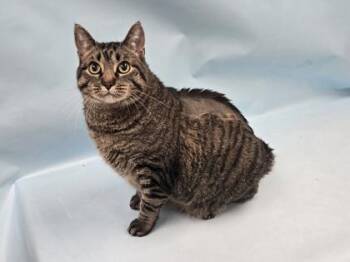 Kitty Omega -  Domestic Short Hair Cat for Adoption in Minneapolis, Minnesota - Kitty Omega | PetCurious