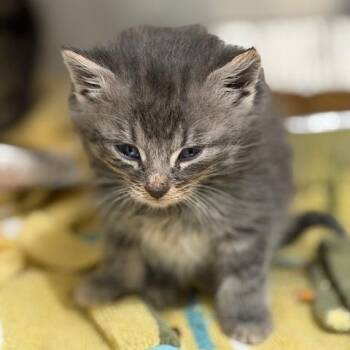 Papaya 2 -  Domestic Medium Hair Cat for Adoption in Cumming, Georgia - Papaya 2 | PetCurious
