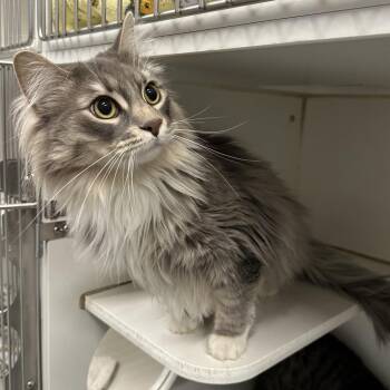 Boots -  Domestic Long Hair Cat for Adoption in Oak Brook, Illinois - Boots | PetCurious