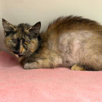 Domestic Medium Hair Cats Available for Adoption in Sarasota, Florida - Calypso | PetCurious