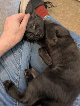 Niblet - Pet Supplies Plus -  Domestic Short Hair Cat for Adoption in Kalamazoo, Michigan - Niblet - Pet Supplies Plus | PetCurious